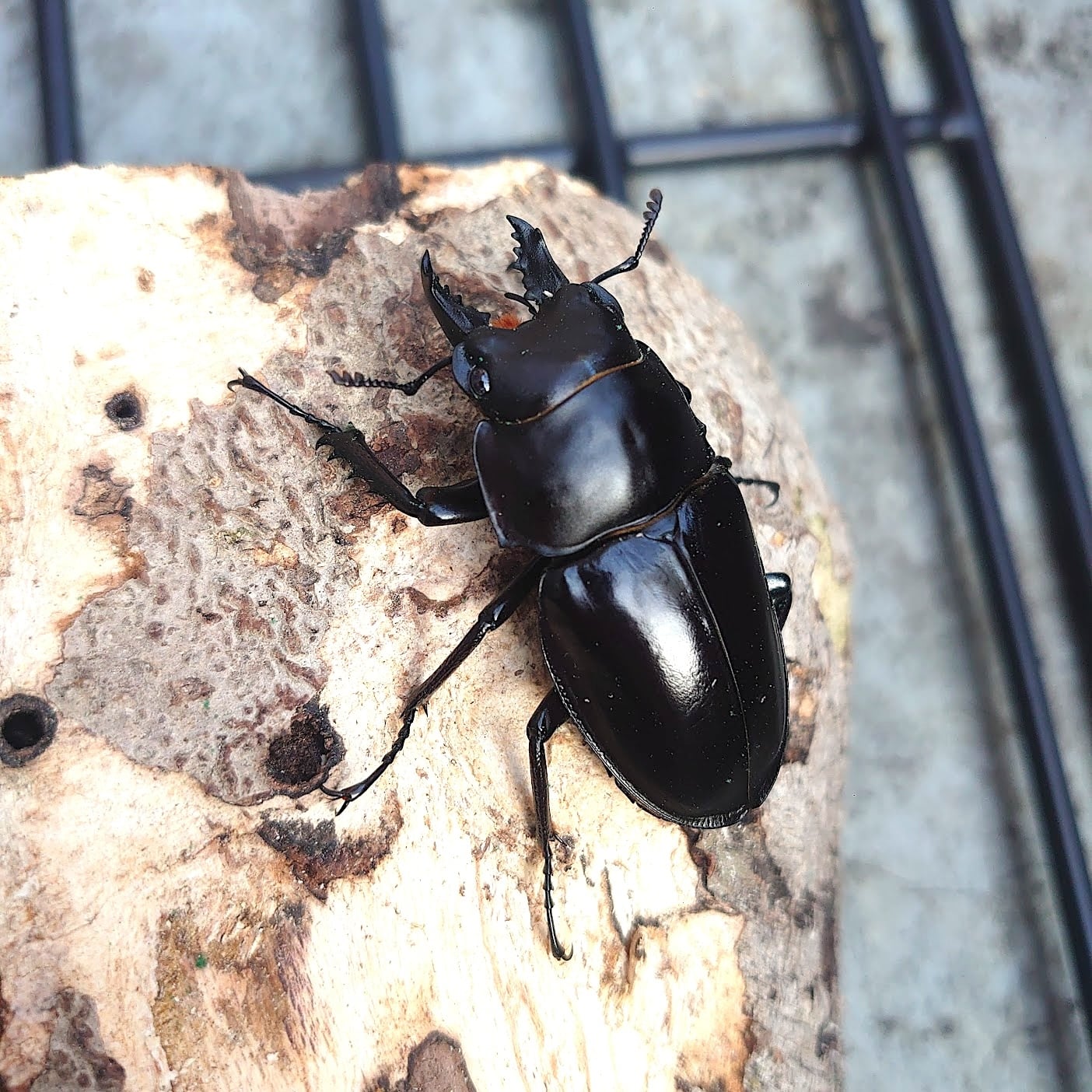 Beetle Shop Hachi