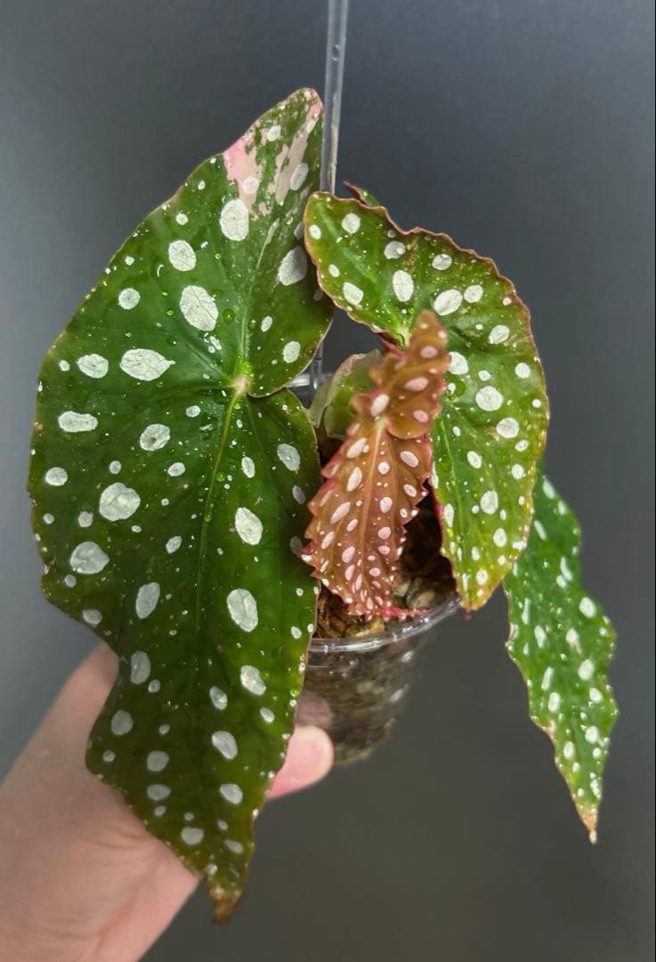 【希少】 ベゴニア　マクラータ　斑入り　ピンク Begonia maculata variegata 'Pink'｜ベゴニア マクラータ ピンク